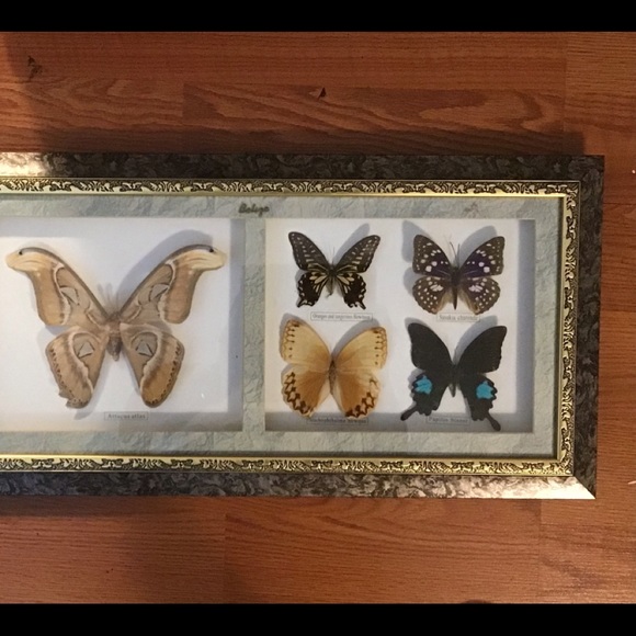 Belize Set of 5 Framed Butterflies - Picture 2 of 4